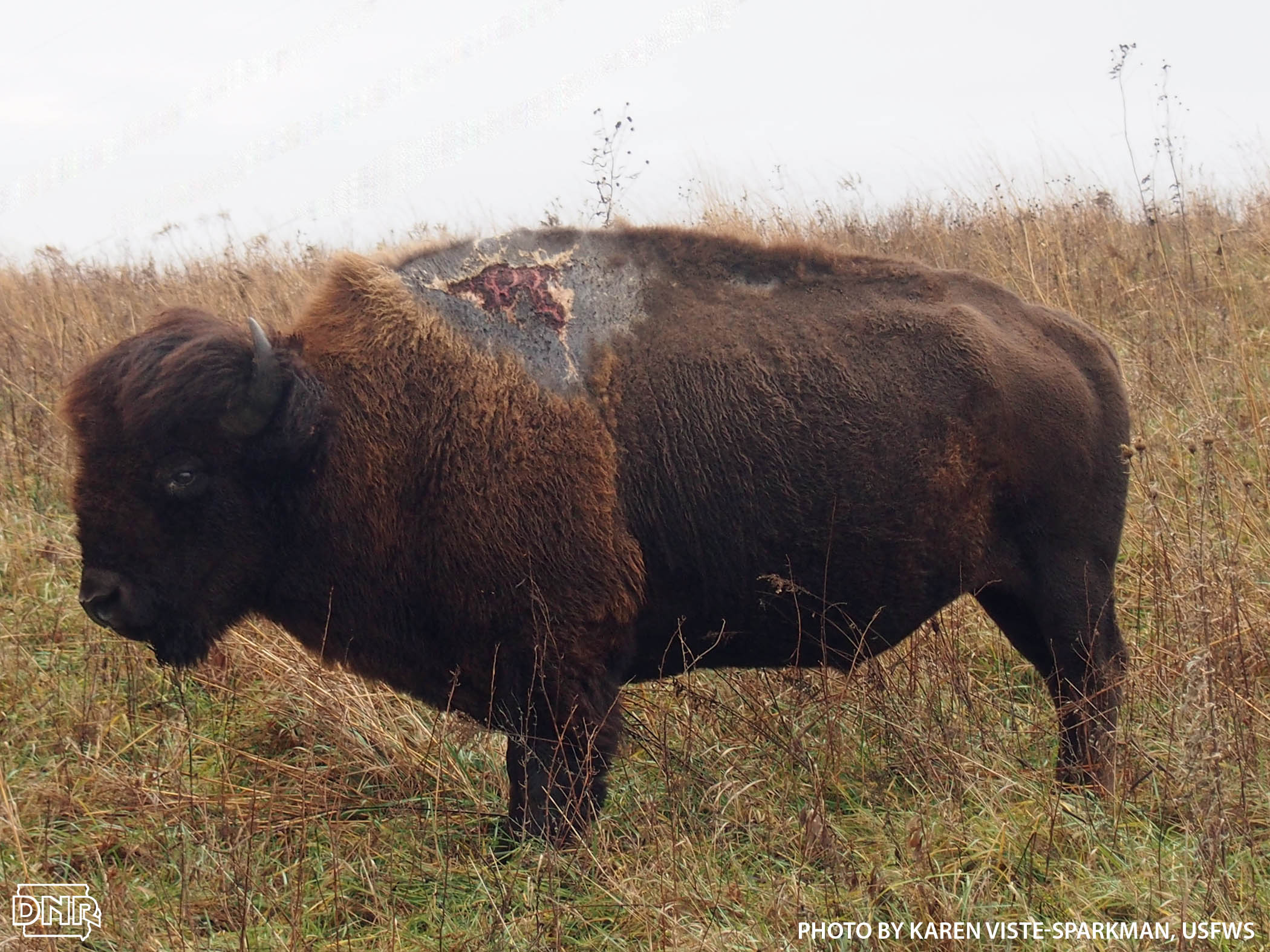 Meet Sparky, the bison that survived a lightning strike | Iowa DNR